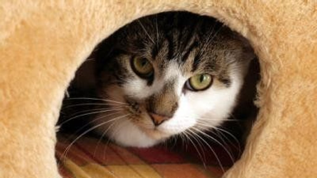 Tierschützer befürchten, dass Menschen sich während der Corona-Pandemie leichtfertig Tiere angeschafft haben könnten.&nbsp;