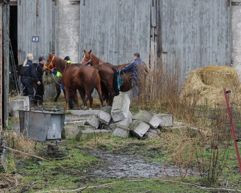 Die Polizei hat den Pferdehof in Danstedt am 29. November 2012 durchsucht und die Pferde beschlagnahmt.