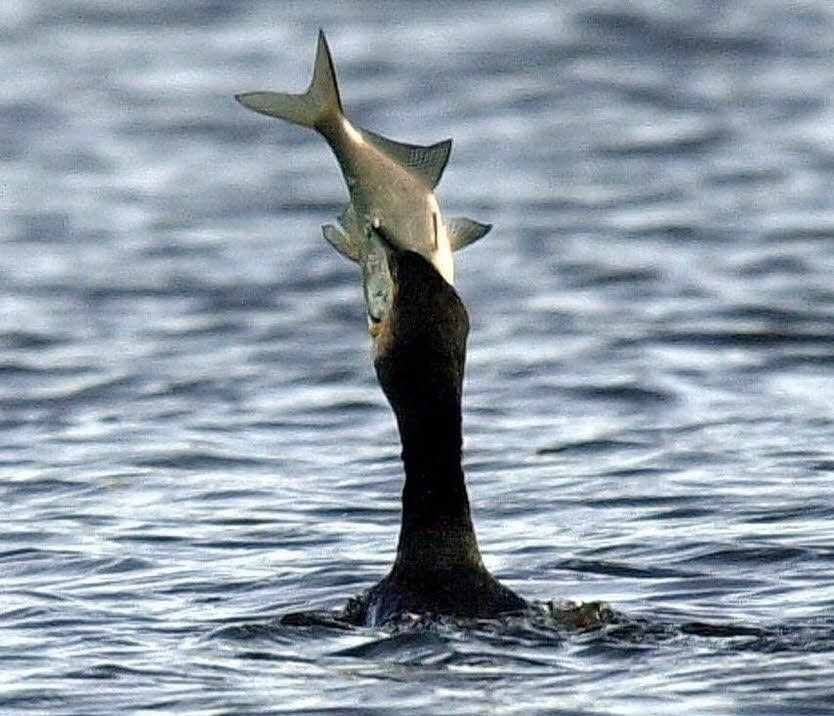 Ein Kormoran tauch mit einem Fisch auf.