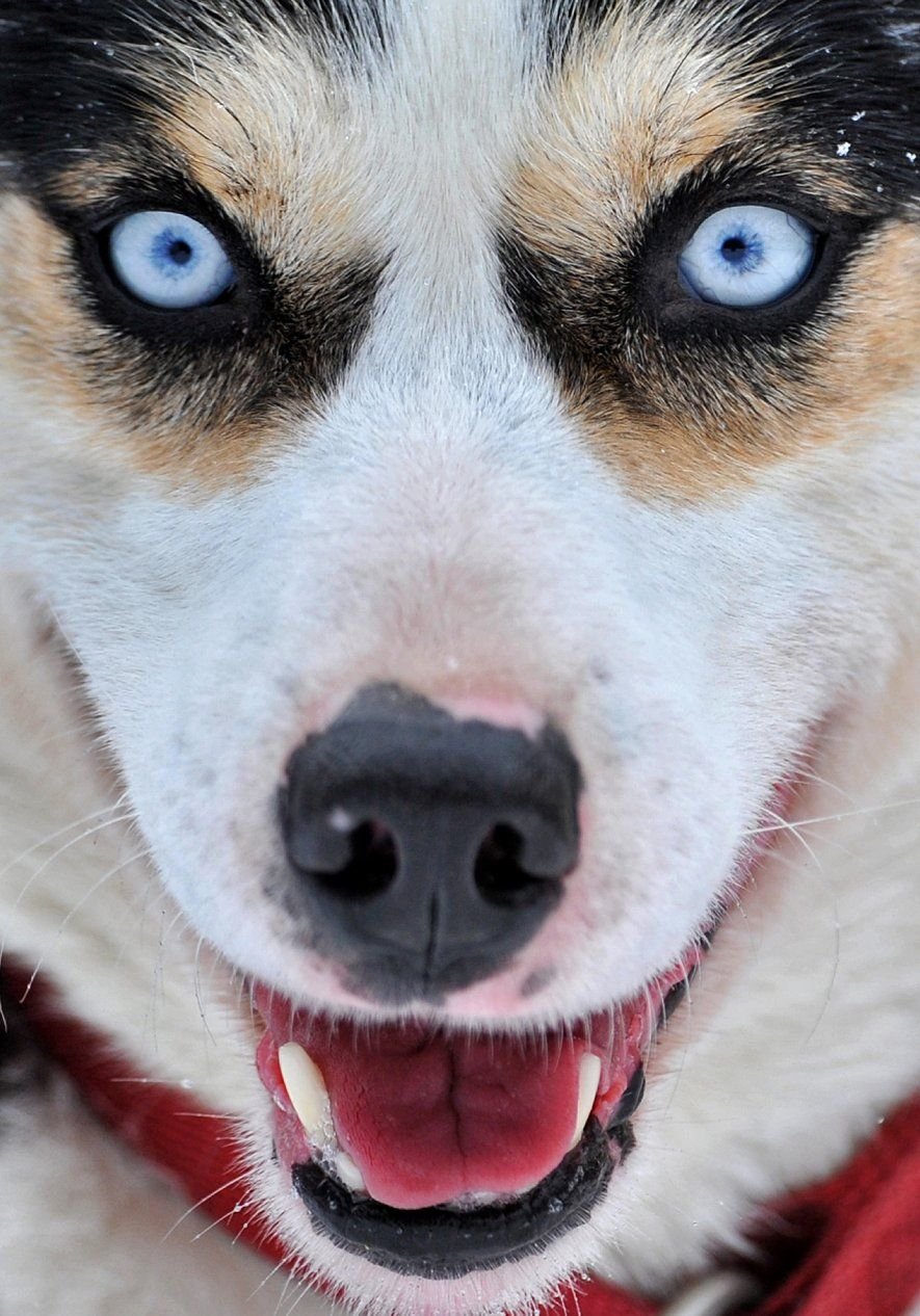 In New York hat ein Husky ein neues Zuhause gefunden (Symbolbild).