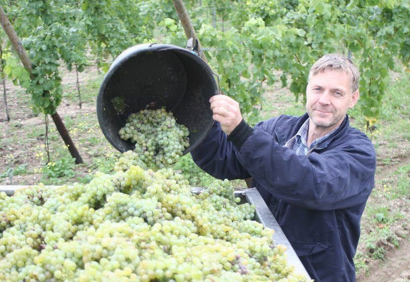 Winzer Ingo Hanke, der hier einen Eimer voller Beeren des Müller-Thurgaus entleert, sieht für dieses Weinjahr „bislang alles im normalen Bereich“.