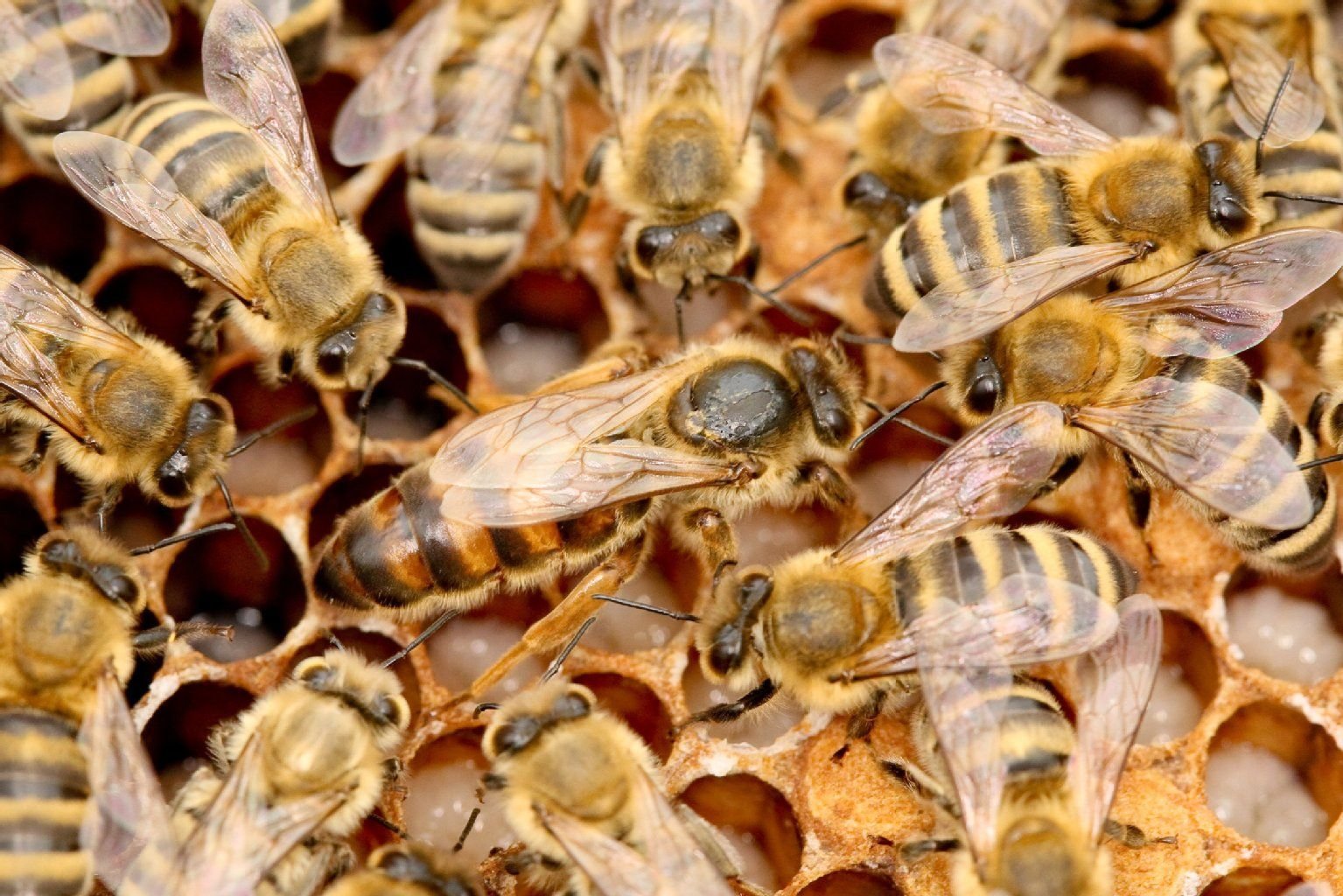 Eine Bienenkönigin wird auf einer Wabe von ihren Arbeitsbienen umringt und gepflegt, aufgenommen 2008 in Krottdorf (Sachsen-Anhalt).