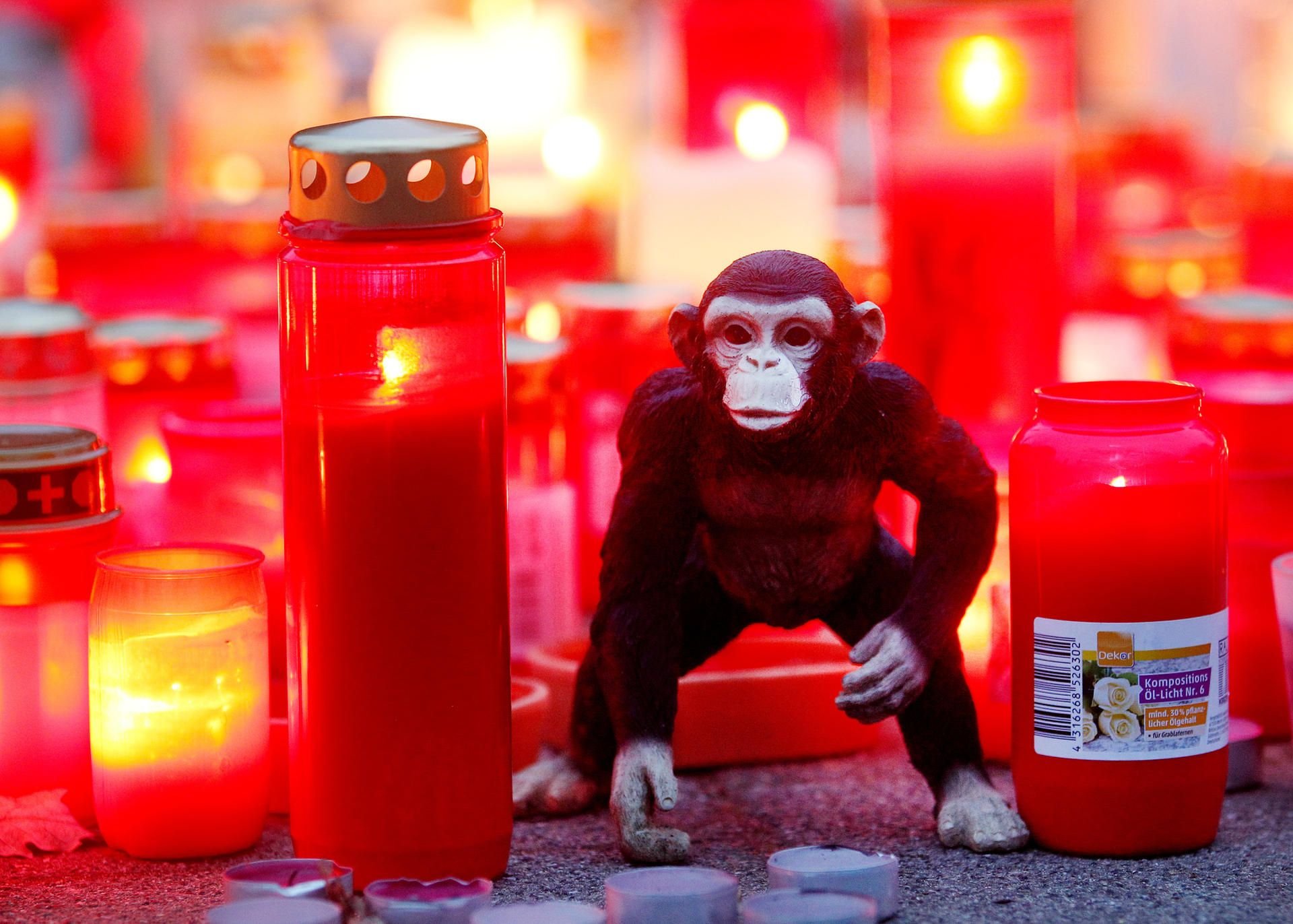 Ein Stofftieräffchen und Trauerkerzen stehen mehrere Tage nach dem Brand im Affenhaus vor dem Eingang des Krefelder Zoos.