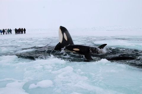 Vor Kanadas Küste sind mehrere Schwertwale in einem kleinen Eisloch gefangen. (FOTO: RTR)