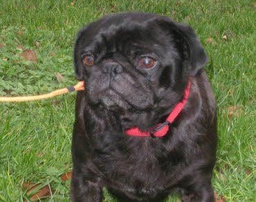 Mopsdame Heidi sucht ein neues Zuhause.