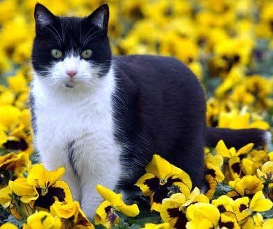 Eine freilaufende Katze