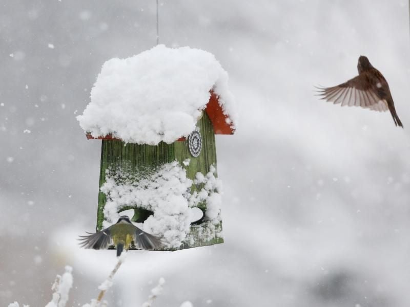 Vögel haben unterschiedliche Gewohnheiten, wie und wo sie am liebsten ihre Körner picken. So fliegen Kleiber und Meisen lieber einen etwas erhöhten Futterplatz an. Foto: Roland Weihrauch