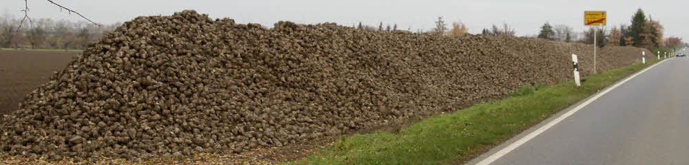 Ein Bild, das sich in diesen Tagen entlang vieler Straßen und Wege bietet. Zuckerrüben werden nach dem Roden zwischengelagert.