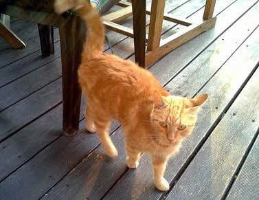 Diese rotbraune Katze wird vermutlich vermisst.
