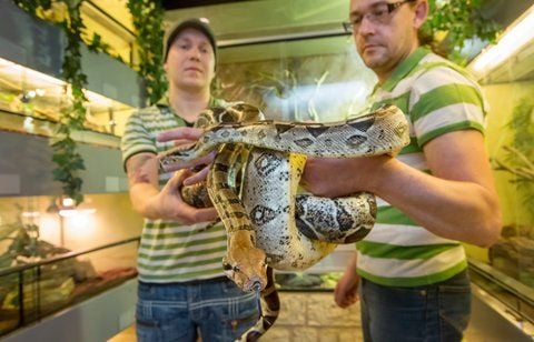 Eine Boa constrictor