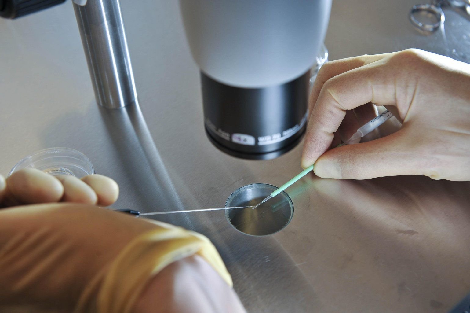 Großbritannien erlaubt erstmals zu wissenschaftlichen Zwecken Genmanipulationen an Embryos.
