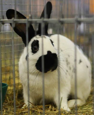 Kaninchen wurden in Hohenmölsen ausgestellt.
