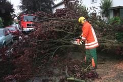 Feuerwehrkräfte beseitigen am Dienstag (26.06.2006) einen vom Sturm gefällten Baum im Landkreis Harburg. Ein Sturmtief mit zum Teil orkanartigen Böen ist am Dienstagabend über Norddeutschland hinweggezogen. (Foto: dpa)