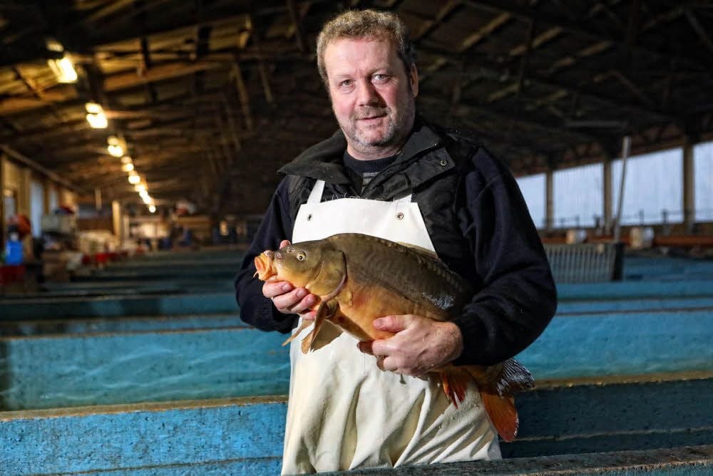 Laut Fischwirt Frank Ehrmann schmecken auch die ganz großen Weihnachtskarpfen.