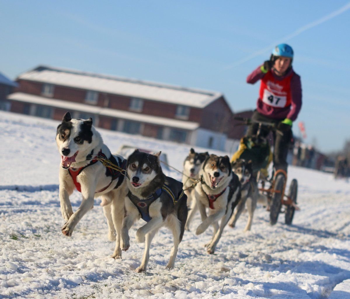 Ein Teilnehmer beim Schlittenhunderennen in Hasselfelde.