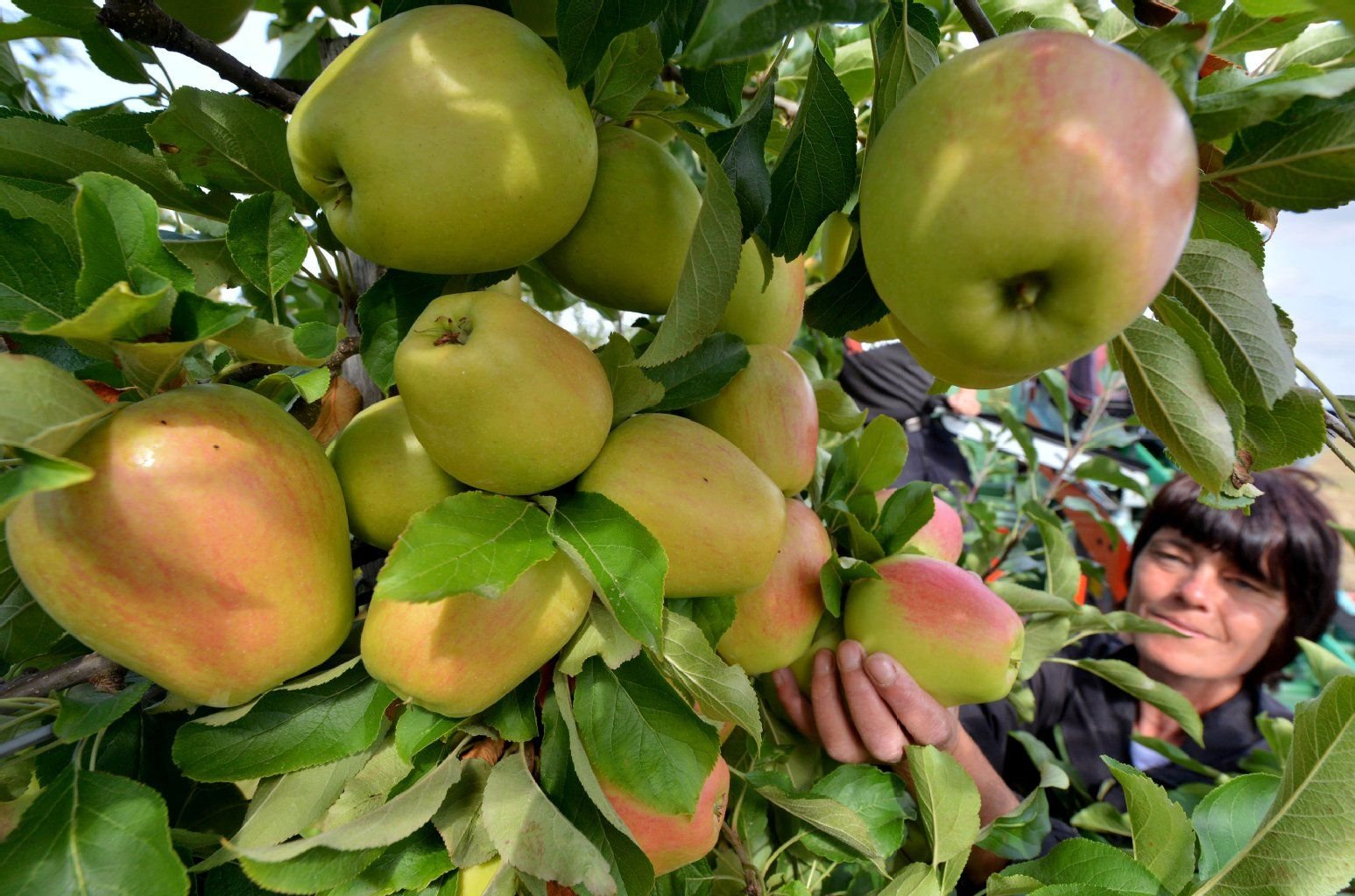 Äpfel der Sorte «Pirella» werden in Querfurt geerntet.