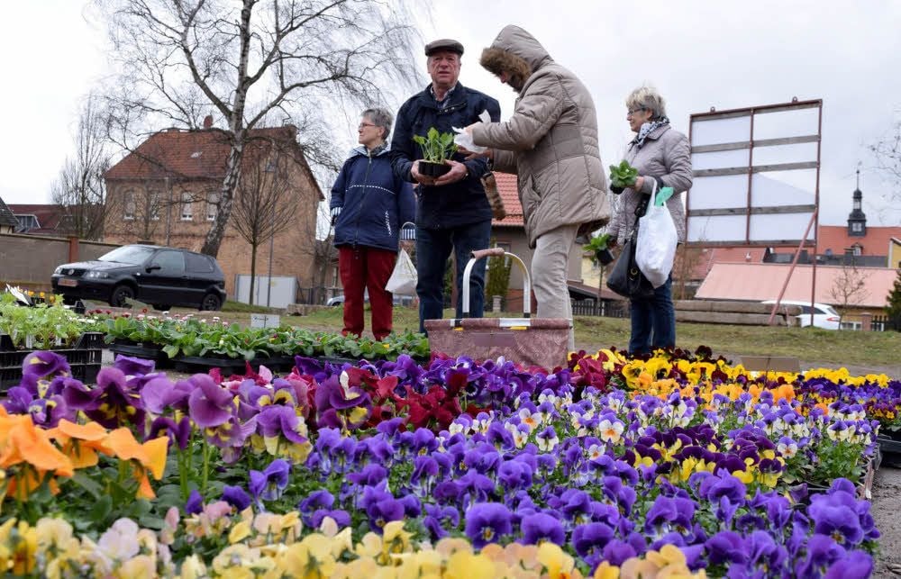 Hildegard und Wolf-Heinrich Ehrhardt deckten sich beim Bauernmarkt in Kelbra mit Pflanzen für den heimischen Garten ein.