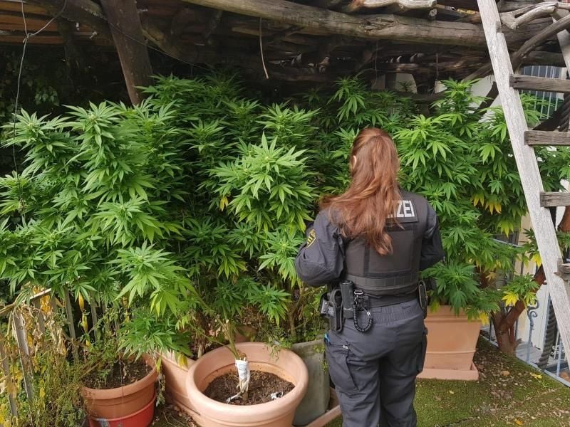 Polizisten untersuchen eine Hanfplantage: Die Bundesbeauftragte für Sucht und Drogen, Daniela Ludwig, hatte sich offen für neue Ansätze gezeigt und gesagt, es gehe nicht um „Verbotspolitik”. Foto: Polizeidirektion Dresden/dpa