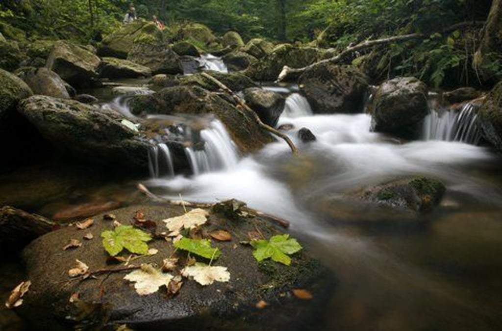 Nationalpark Harz: Deutschlands schönstes Wald-Naturwunder