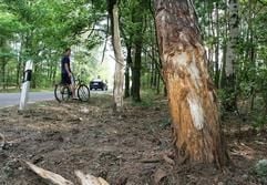Ein Einwohner von Dannenreich (Dahme-Spreewald) nahe Königs Wusterhausen steht am Mittwoch (02.08.2006) an einer Unfallstelle zwischen Kablow und Dannenreich in Brandenburg. (Foto: dpa)