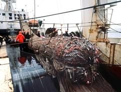 Das undatierte Archivbild zeigt wie ein volles Fangnetz an Bord eines Fischkutters gehievt wird. (Foto: dpa)