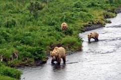 Heimat der Braunbären - auf Kodiak Island lassen sich die bis zu drei Meter großen Tiere aus nächster Nähe beobachten. (Foto: dpa)