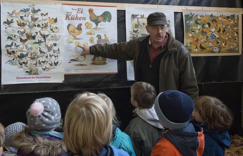 Für die Jüngsten gibt es beim eigens eingerichteten Besuchstag viel Interessantes zu erfahren. Hier erklärt Thomas Gerbothe, Vorsitzender der Rassegeflügelzüchter, den Mädchen und Jungen, wie aus einem Ei ein Küken und dann ein schönes Huhn wird.