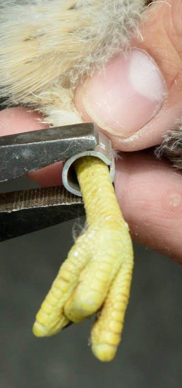 Mit der Zange wird ein Ring befestigt.