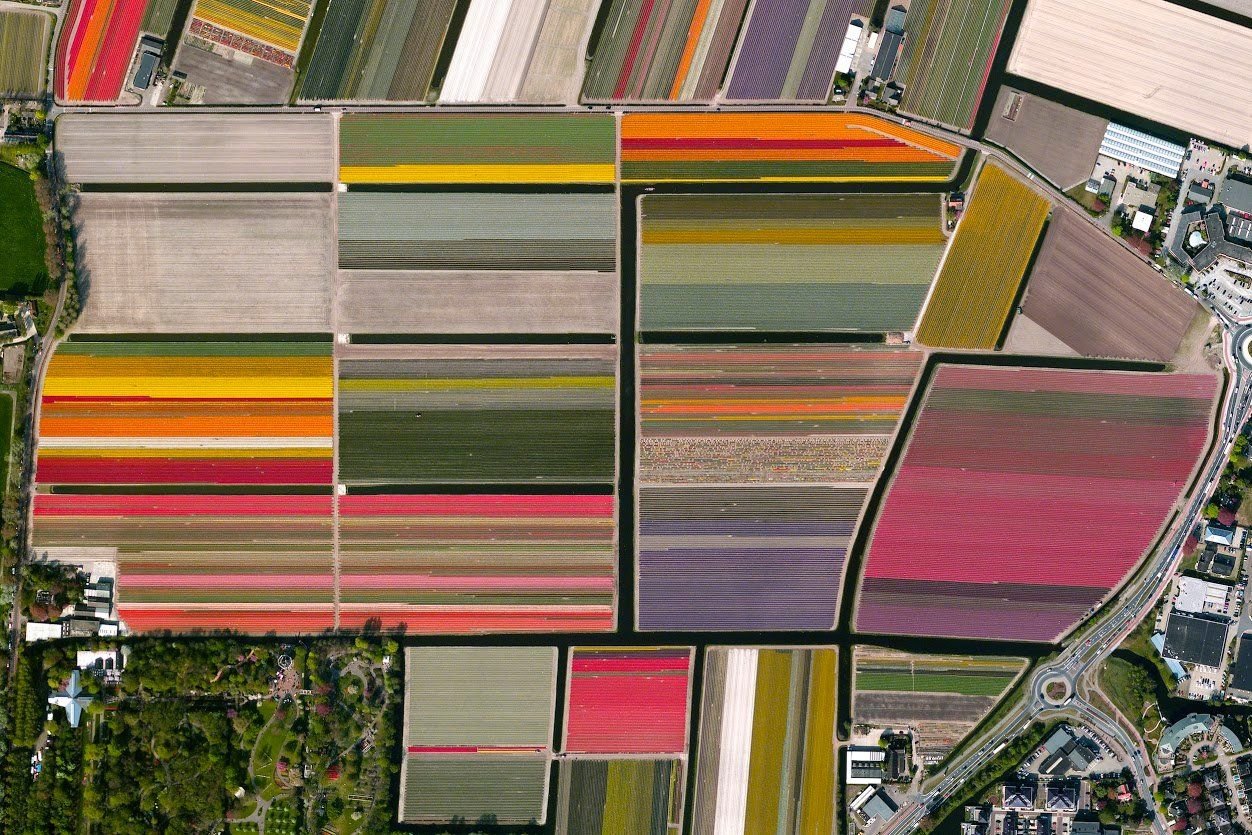 Bunte Balken: Tulpenfelder in Lisse, in den Niederlanden.