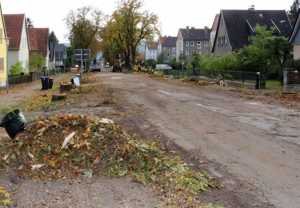 Nur noch Baumstümpfe erinnern an Rottleberodes Kastanienallee, die nächstes Jahr neu gebaut wird.