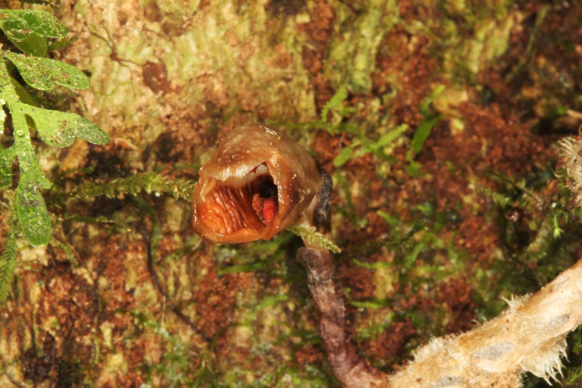 Was ist das? Das undatierte Foto, das von den Kew Garden zur Verfügung gestellt wurde, zeigt eine Gastrodia agnicellus.