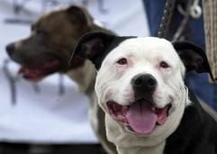 Nicht jeder Pitbull Terrier ist so friedlich wie dieses Exemplar, aufgenommen im Mai 2000 vor dem Berliner Olympiastadion. (Foto: dpa)