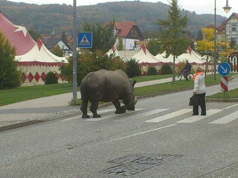 Das Nashorn "Hulk" in Blankenburg.