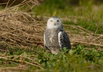 Die Ankunft einer der äußerst seltenen Schnee-Eulen auf Texel hat Hunderte Vogelfreunde auf die niederländischeNordseeinsel gelockt. (FOTO: DPA)