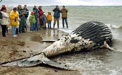 Schaulustige verfolgen am Freitag am Ostseestrand von Groß Schwansee (Nordwestmecklenburg), wie ein toter Buckelwal von einer Abschleppfirma geborgen wird. Das in der Ostsee sehr seltene Tier - der letzte Buckelwal wurde 1984 vor Rügen gesichtet - soll in das Meereskundemuseum Stralsund transportiert und dort untersucht werden. (Foto: dpa)