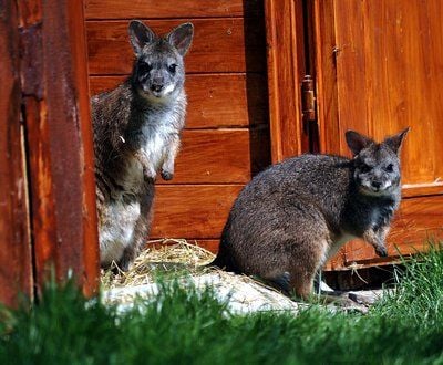 Kängurus im Tierpark auf dem Petersberg