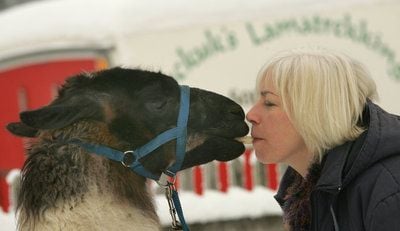 Marita Guckuk füttert Lama Paul auf ihrem Grundstück in Sophienhof (FOTO: DPA)