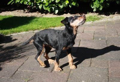 Ein Deutscher Jagdterrier