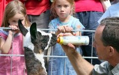Der Tiergartenchef Mathias Bussenius vom Tiergarten Halberstadt (Harzkreis) gibt dem Lama «Söckchen» die Flasche. (Foto: dpa)