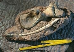 Das Foto vom 01.08.2003 zeigt fossile Dinosaurier-Stücke, die rund 280 Millionen Jahre alt sind. (Foto: dpa)