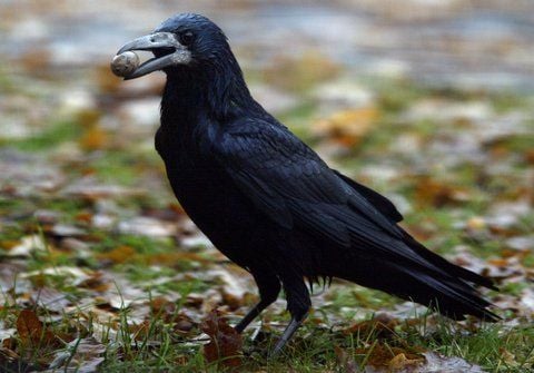 Eine Krähe trägt eine Eichel im Schnabel. Vielleicht ahnt der Vogel, was die Bauernregel deutet: «Wenn die Eichen viele Früchte tragen, wird ein langer Winter tagen» und will für die winterfeste Speckschicht sorgen, denn eine andere Bauernregel verrät: «Fette Vögel, fette Dächse, bringen kalte Winternächte». (FOTO: DAPD)