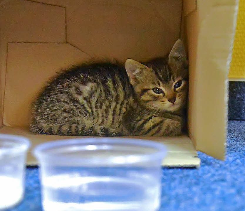 Der Naumburger Tierschutzverein "Hilfe für Samtpfoten" schlägt Alarm: Die Zahl der kleinen ausgesetzten Katzen ist gestiegen.