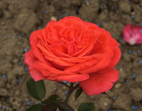 Die Edelrose «Lena». Das Rosarium bietet der 19-jährigen Eurovisions-Siegerin Lena die Patenschaft über eine Rose mit ihrem Namen an. (FOTO: DPA)
