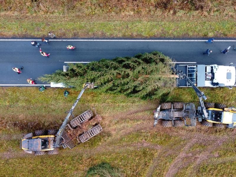 Der Weihnachtsbaum für das Bundeskanzleramt passt gerade so auf den Tieflader. Foto: Swen Pförtner/dpa