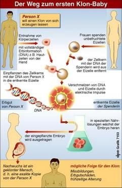 Der Weg zum ersten Klon-Baby (Grafik: dpa)