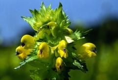 Die Blüte des Großen Klappertopfs (Rhinanthus angustifolius), der Blume des Jahres 2005 (undatiertes Foto). Die Stiftung zum Schutz gefährdeter Pflanzen stellte die Pflanze am Donnerstag (14.10.2004) im schleswig- holsteinischen Ahrensburg vor. Die Pflanze gehört zur Familie der Braunwurzgewächse, zu der auch Fingerhut, Löwenmäulchen und die Königskerze zählen. Der Große Klappertopf wächst auf feuchten artenreichen Wiesen von Niedermooren. Durch ihre Entwässerung gilt er in ganz Deutschland als gefährdet. (Foto: dpa/Stiftung Naturschutz Hamburg)
