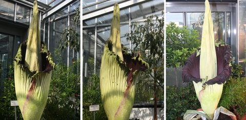 Die Titanenwurz (Amorphophallus titanum) hat im Jenaer Max-Planck-Institut zu blühen begonnen hat. Die Pflanze blüht maximal 24 Stunden lang. (FOTO: DPA)