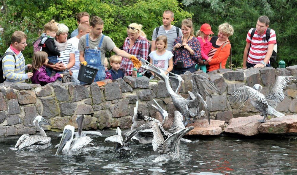 Vorsicht vor dem Riesenschnabel! Beim Füttern der Pelikane mit Fisch hatte Tierpfleger Stefan Ziege (M.) viele kleine Helfer.