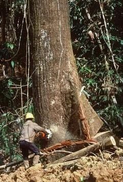 Beim Kauf von Gartenmöbeln ausTropenholz sollte der Umwelt zuliebe darauf geachtet werden, dass dasHolz nicht aus Raubbau stammt. (Foto: dpa)