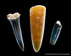 Das vom Landesamt für Archäologie Halle/Saale veröffentlichte Foto aus dem Jahr 2006 zeigt zwei fossile Haifischzähne (links und rechts) und ein versteinertes Tintenfischteil (Mitte). (Foto: dpa)
